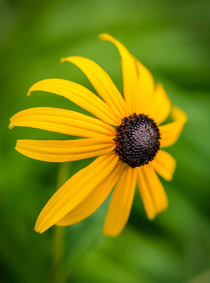 One Black Eyed Susan Photograph by Robert Mitchell