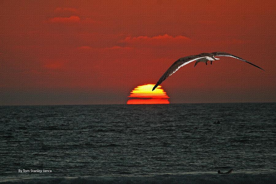 One Black Skimmers At Sunset Photograph by Tom Janca