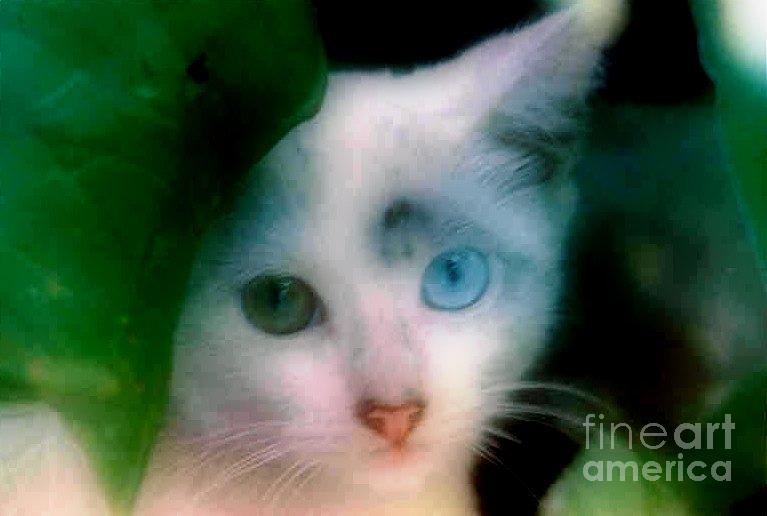 One Blue One Green Eye Cat In New Olreans Photograph by Michael Hoard