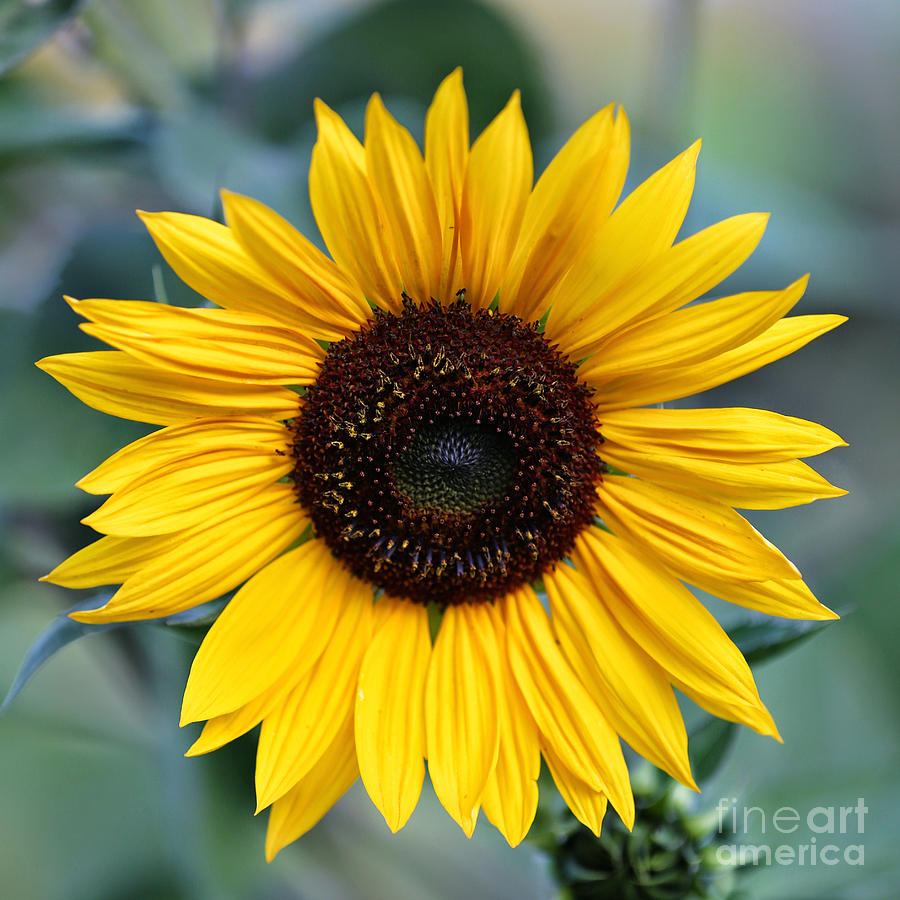 One Bright Sunflower Photograph by Carol Groenen