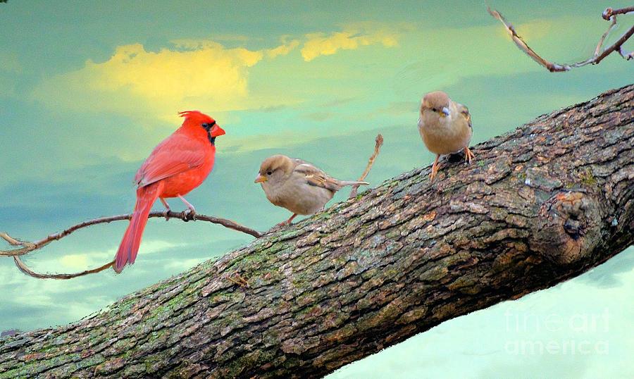 One Cardinal and Two Sparrows Photograph by Janette Boyd
