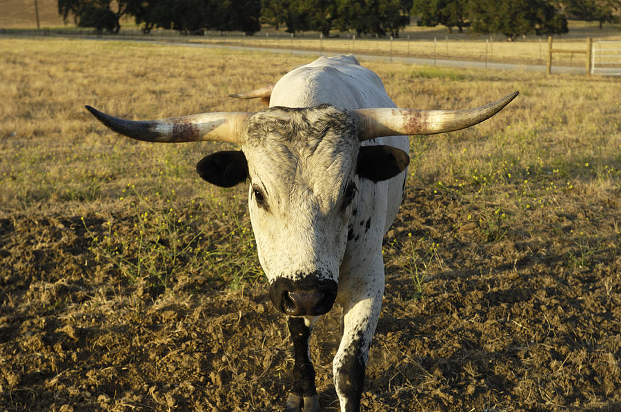 One Charging Texas Longhorn Bull Photograph by GomezDavid