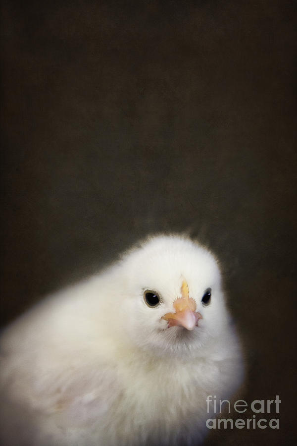 One Chick Photograph by Margie Hurwich