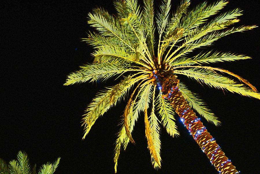 One Christmas Palm Digital Art by Michael Thomas