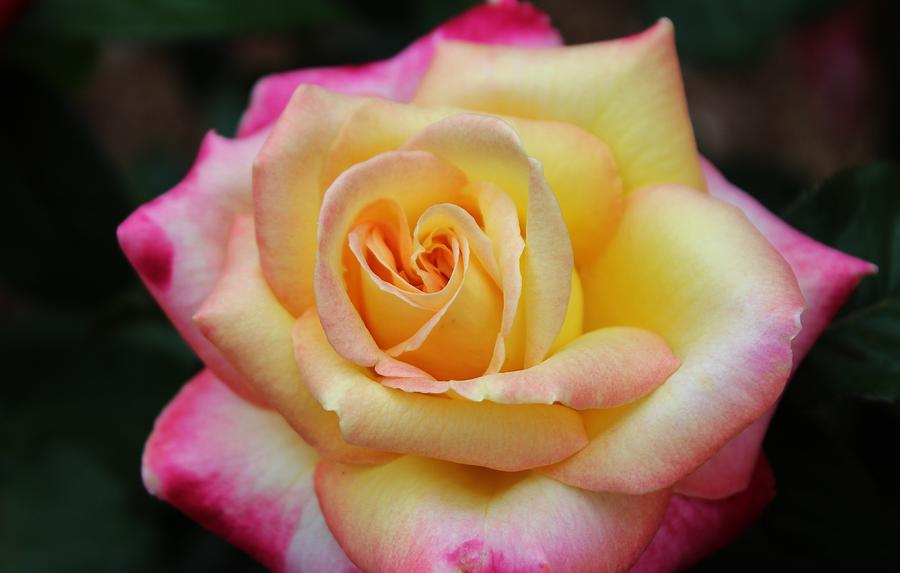 One Colorful Rose Photograph by Cynthia Guinn