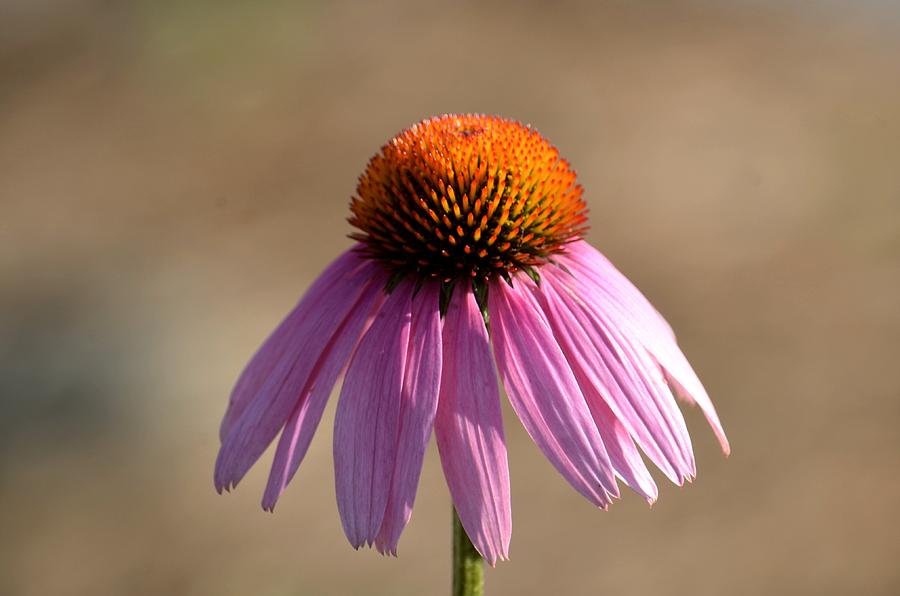 Nature Photograph - One Coneflower by Maria Urso