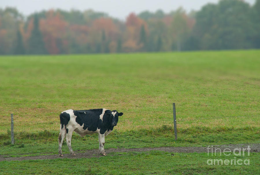 One Cow Farm Photograph by Alana Ranney