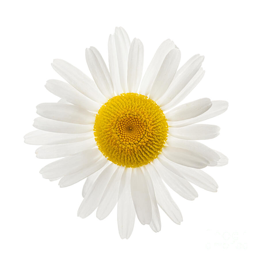 Daisy flower