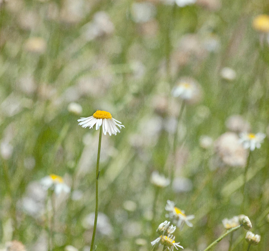 One - Daisy Flower Photograph by Kim Hojnacki