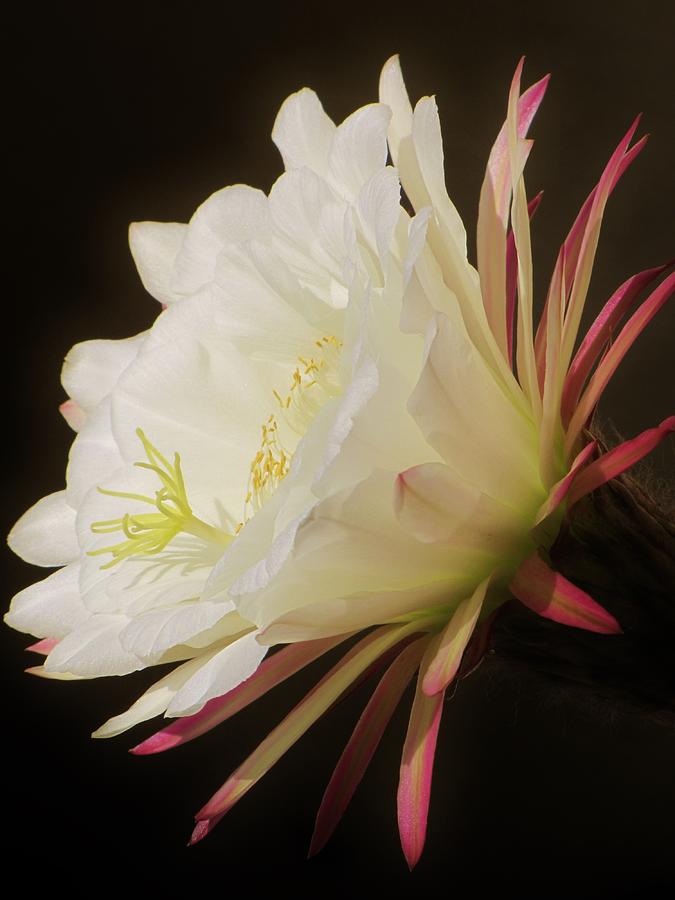 Cactus Flower Photograph - One Day Beauty by Life Inspired Art and Decor