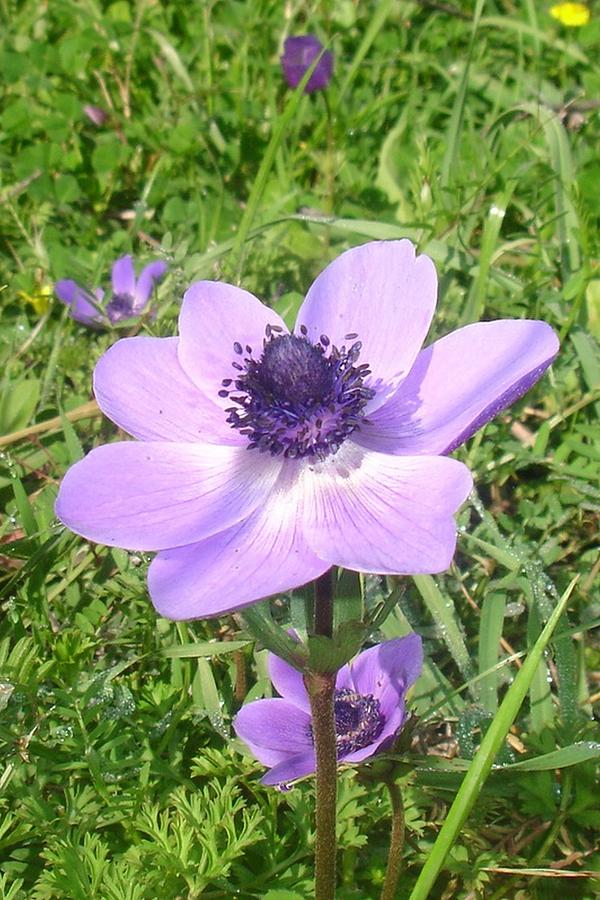 One Delicate Pale Lilac Anemone Coronaria Wild Flower Photograph by Taiche Acrylic Art