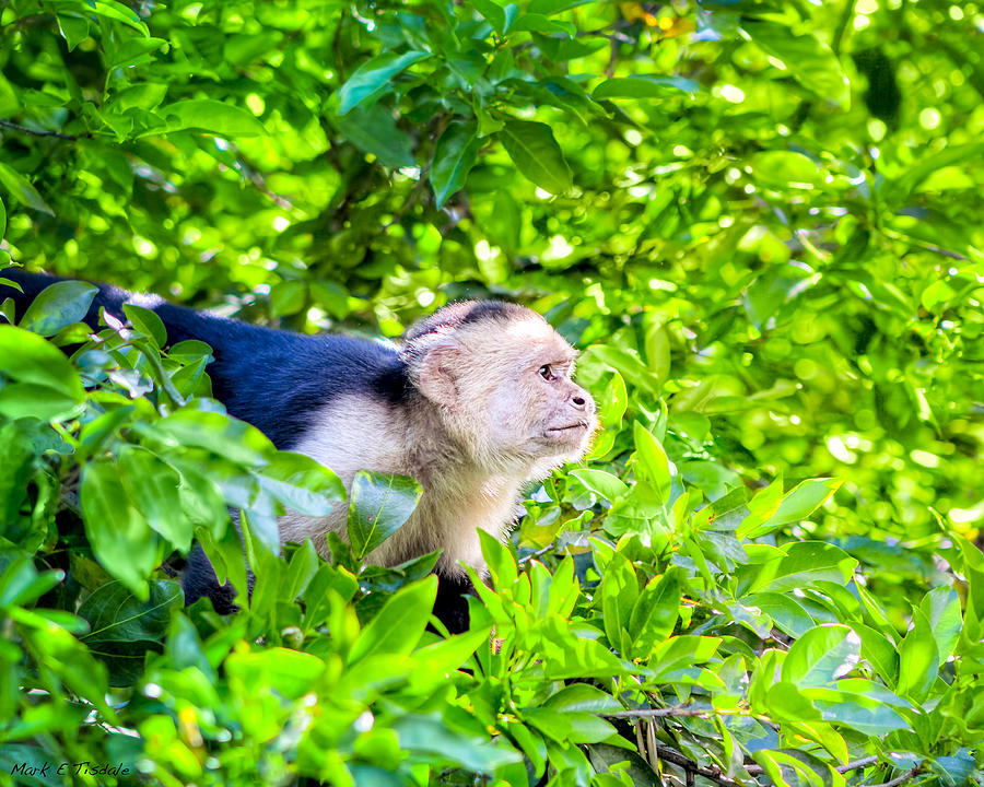 One Determined Monkey - Costa Rica Wildlife Photograph by Mark Tisdale