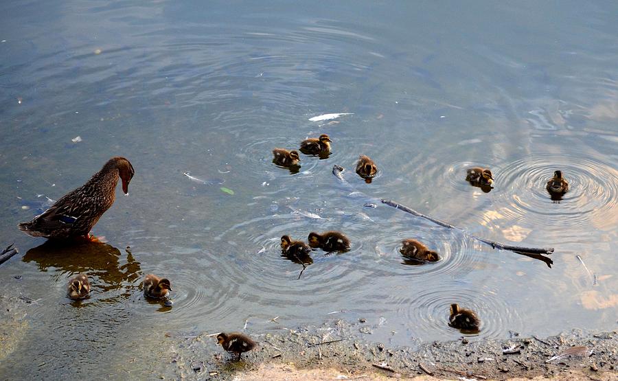 One Dozen Ducklings Photograph by Maria Urso