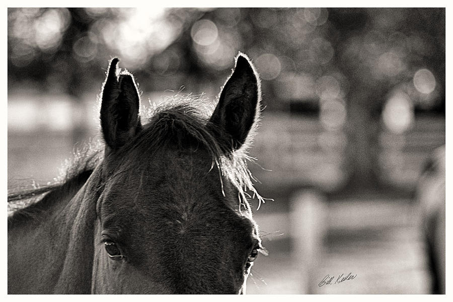 Horse Photograph - One Ear Notched - Black and White by Bill Kesler