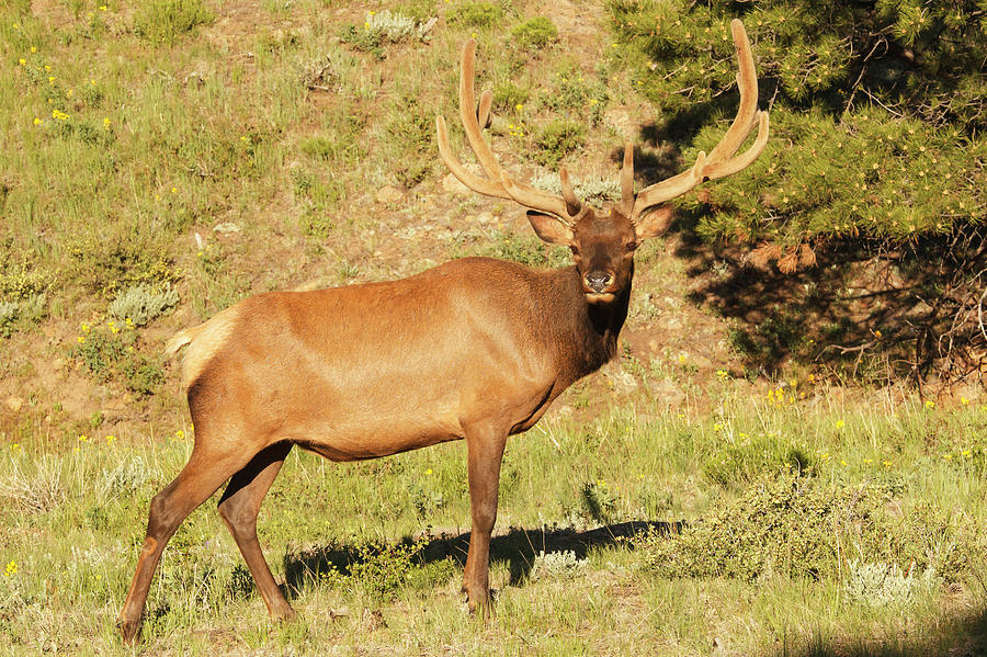 One Elk In Velvet Standing In Meadow Photograph by Piperanne Worcester ...