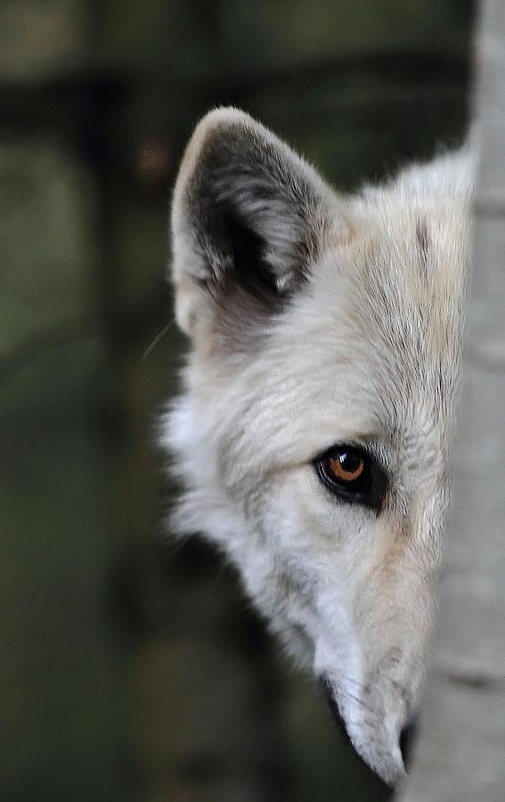 One Eye Wolf Photograph by Ray Morris