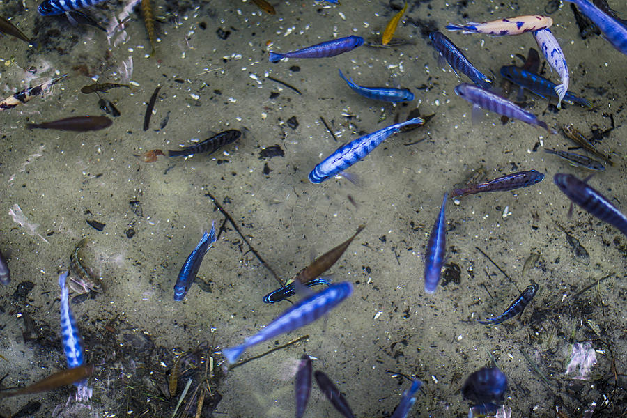 One Fish Two Fish Photograph by Nicholas Evans Fine Art America