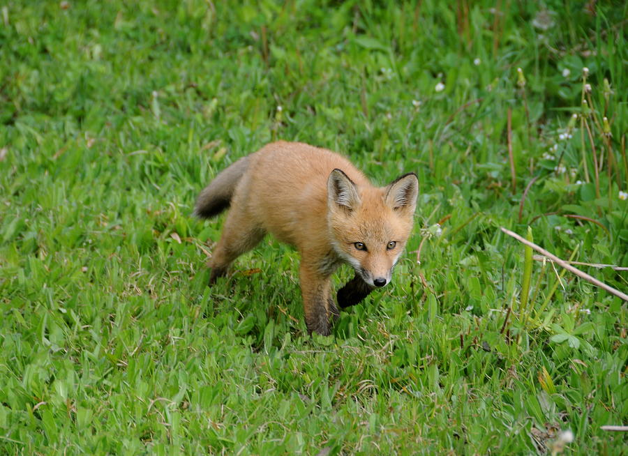 One Focused Fox  Photograph by Sandra Updyke