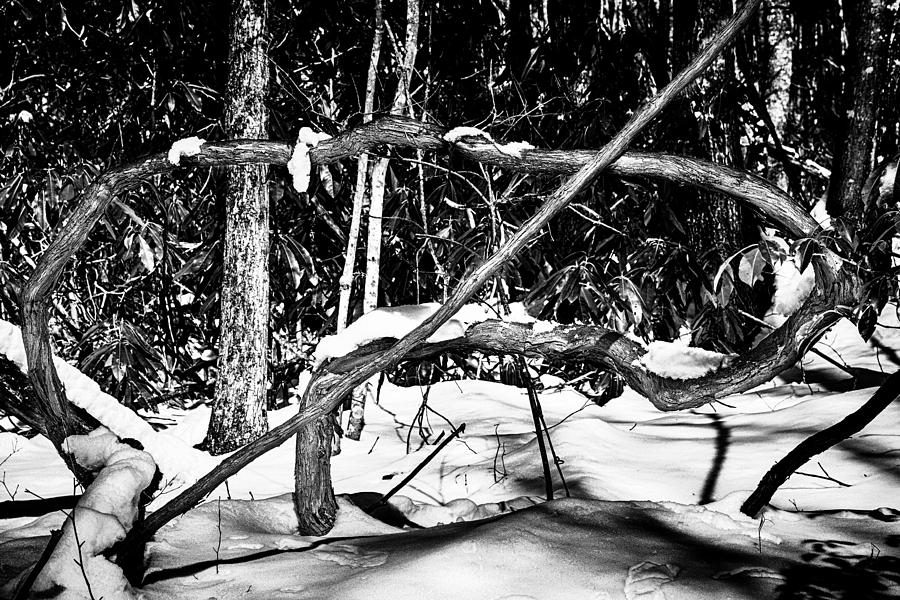 Tangled Up in Vine Photograph by John Haldane