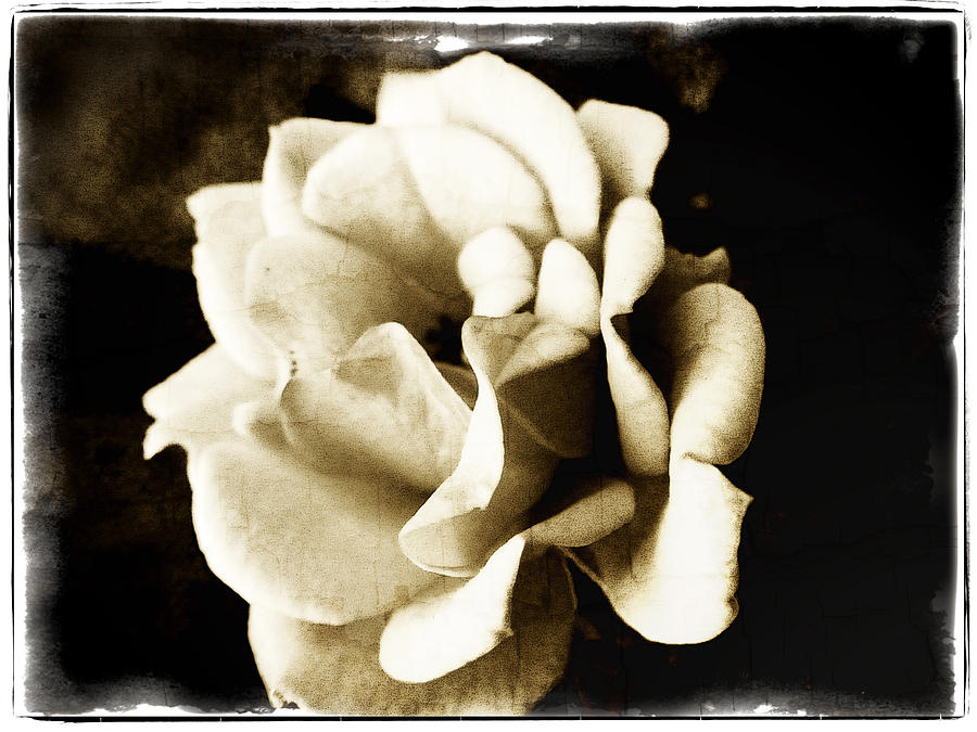 Flower Photograph - One Fragile Rose by Tanya Jacobson-Smith