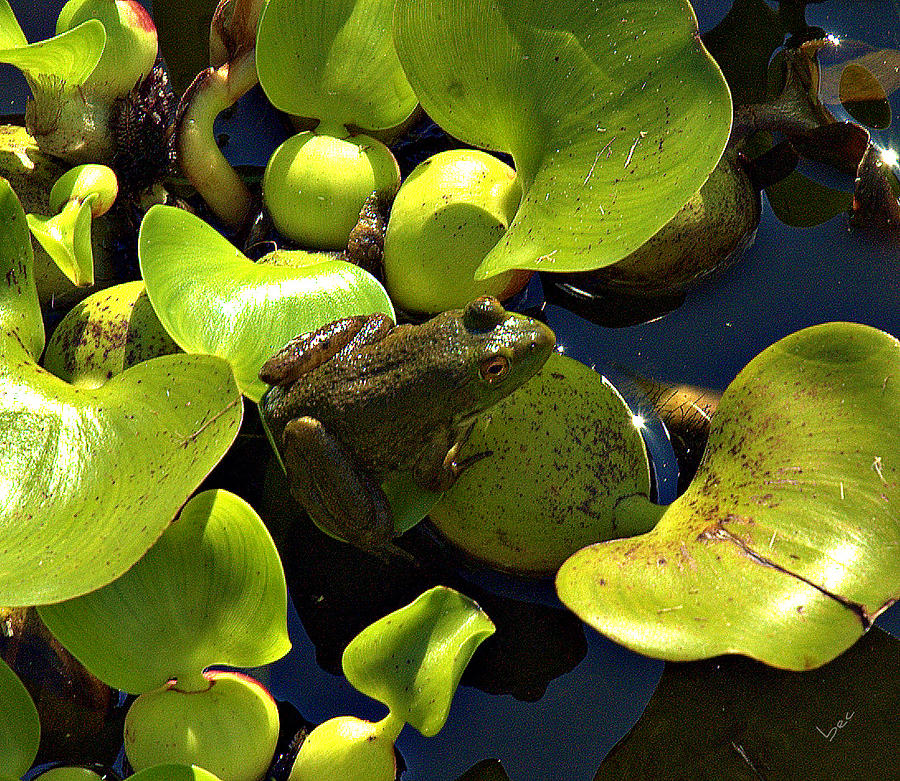 One frog Photograph by Bruce Carpenter
