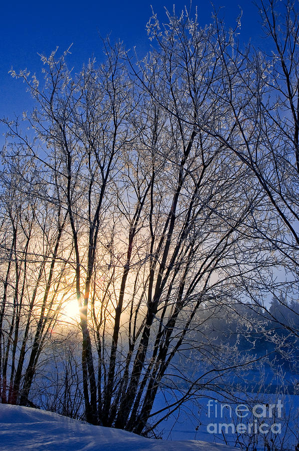 One Frosty Morning Photograph by Terry Elniski