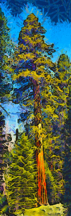 One Giant Abstract Sequoia Photograph by Barbara Snyder
