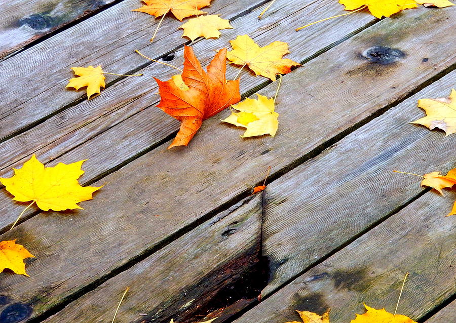 One Golden Leaf Photograph by Betty-Anne McDonald