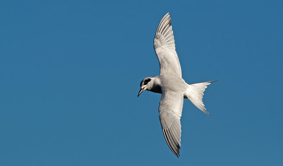 One Good Tern Photograph by Kenneth Albin