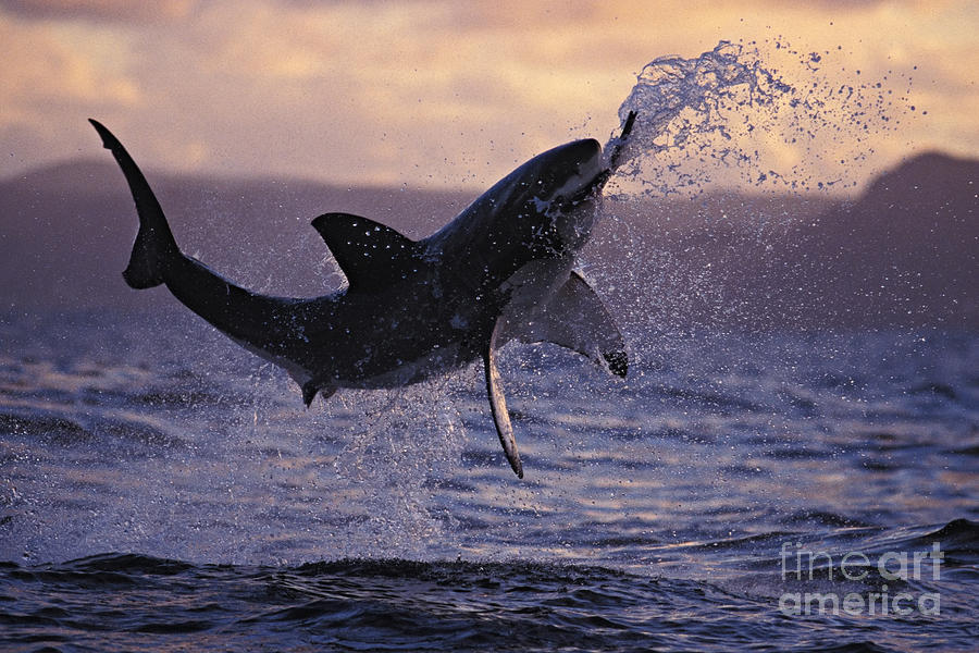 Great White Shark Photograph - One Great White Shark Jumping Out Of Ocean In An Attack At Dusk by Brandon Cole