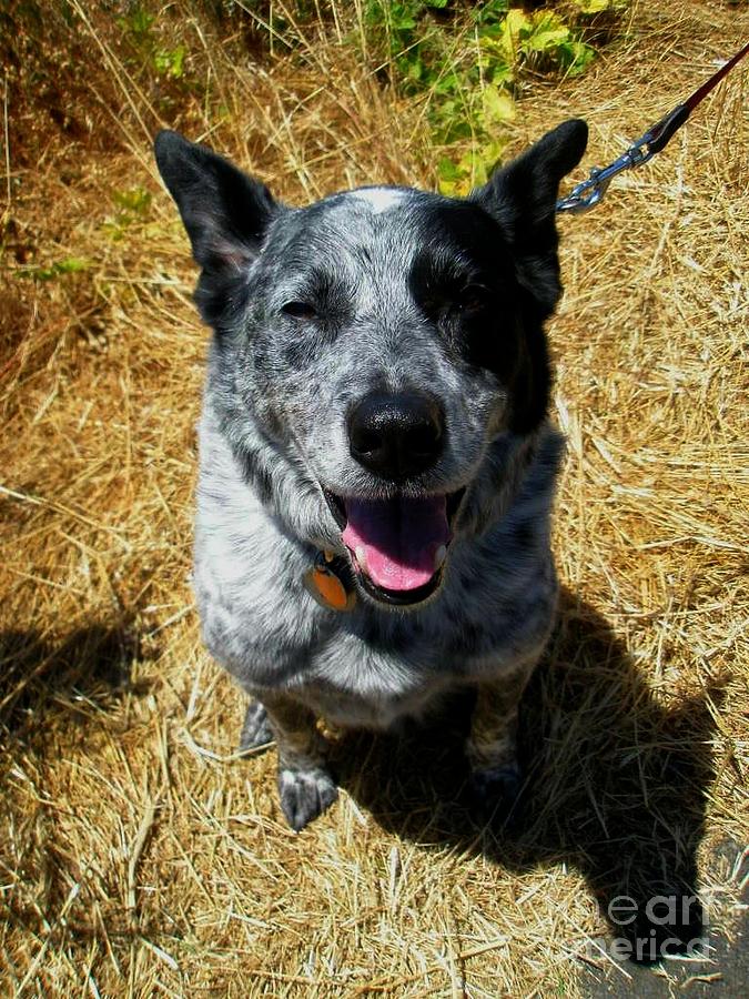 One Happy Cattle Dog Photograph by Liz Snyder