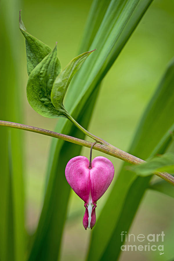 Nature Photograph - One Heart by Alana Ranney