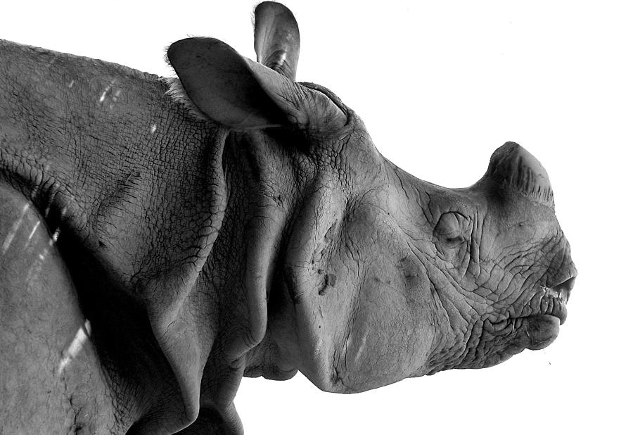 One-horned Rhino Photograph