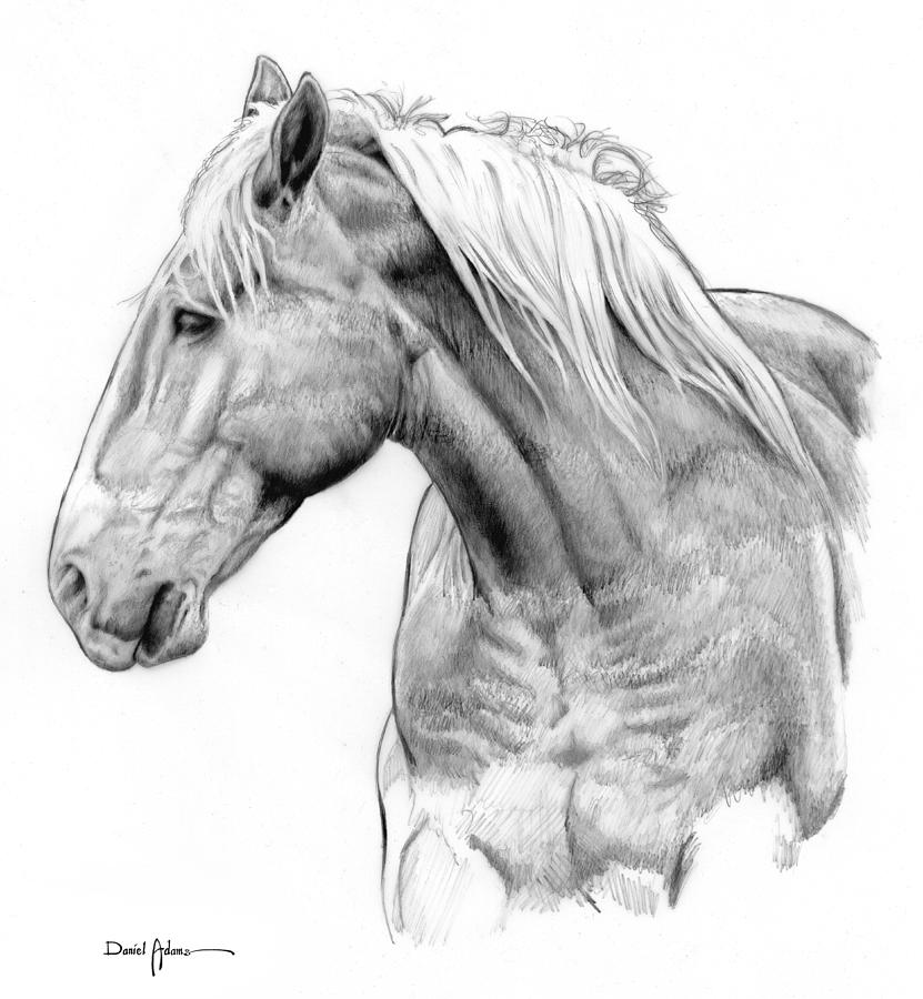 One Horse Daniel Adams  Drawing by Daniel Adams