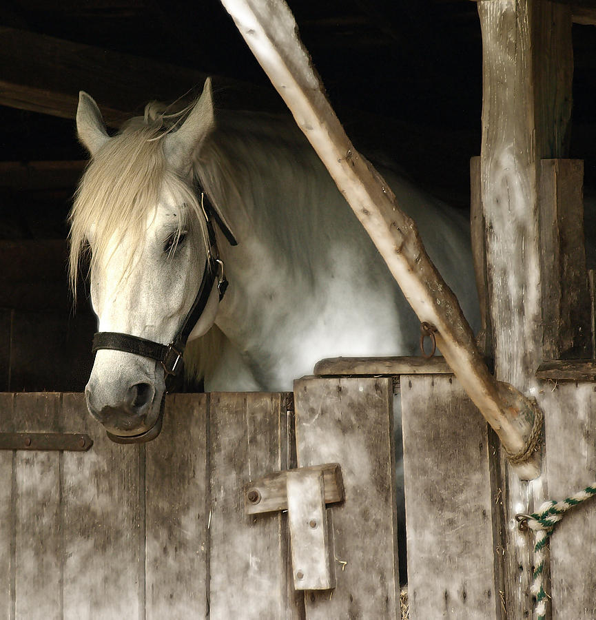 One Horse  Photograph by Raymond Earley