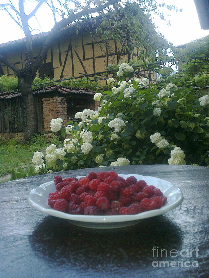 Raspberry Photograph - One hundred years old barn by Zornitsa Tsvetkova