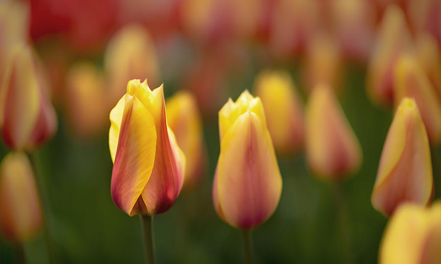 Tulip Photograph - One in a Million by Ryan Manuel