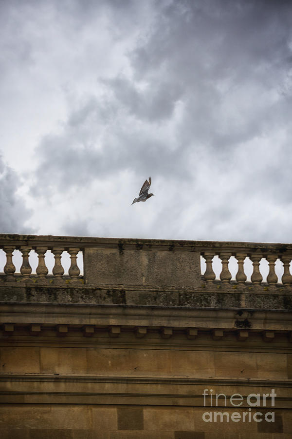 Pigeon Photograph - One in Flight by Margie Hurwich