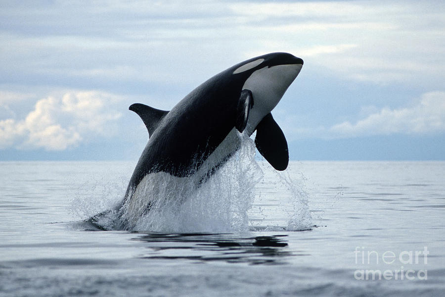 Whale Photograph - one killer whale or orca jumping out of the ocean in the Pacific by Brandon Cole