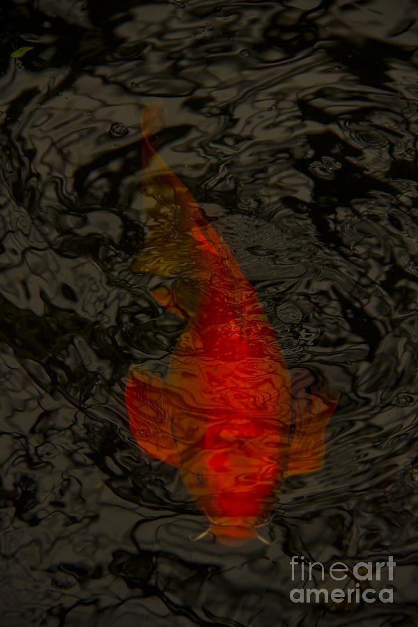 One Koi Photograph by Margie Hurwich