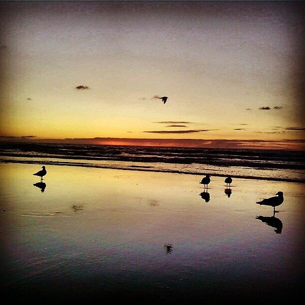 Bird Photograph - Beach Birds at Sunset by Laura Doty