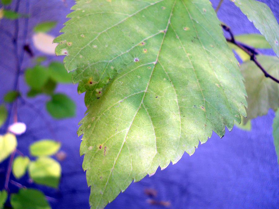 One Leaf Photograph by Eric Forster