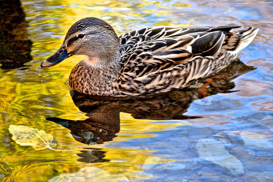 One Leaf Two Ducks Photograph by Frozen in Time Fine Art Photography ...