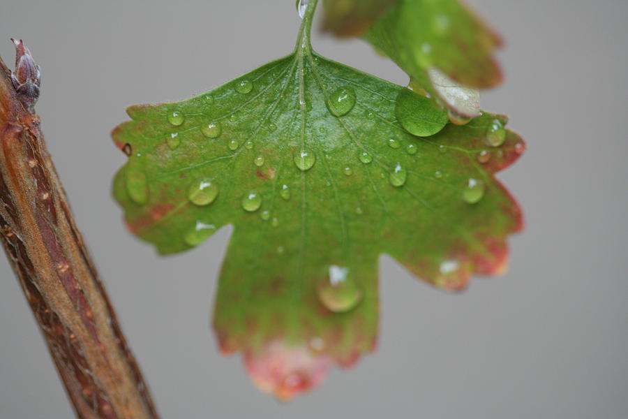 Rain drops on Leaf Photograph by Valerie Collins