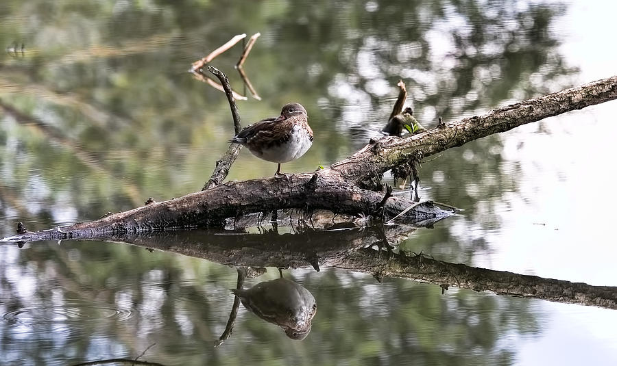 Duck Photograph - one leg-Female mandarin duck standing on a fallen tree reflected in water. by Leif Sohlman