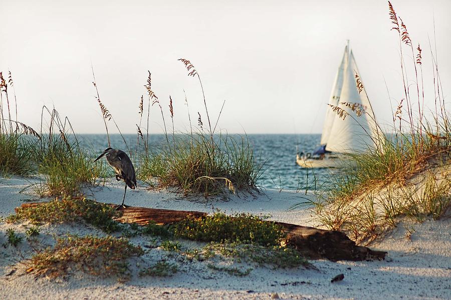One Legged Heron and Sailboat Photograph by Michael Thomas