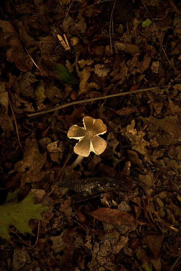 One Little Mushroom Photograph by Lena Wilhite