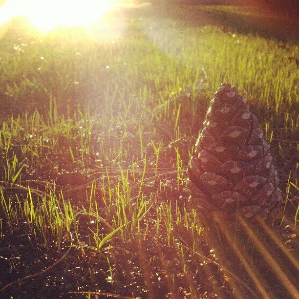 One Little Pine Cone. :) Photograph by Shianna Hyslop