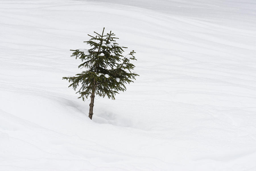 One little tree in the snow in winter Photograph by Matthias Hauser