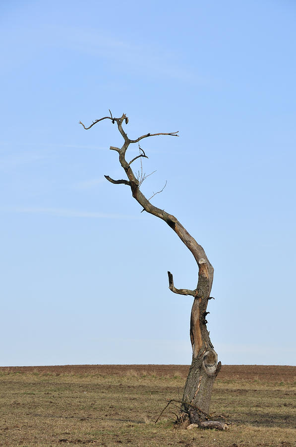 One lonely tree Photograph by Matthias Hauser